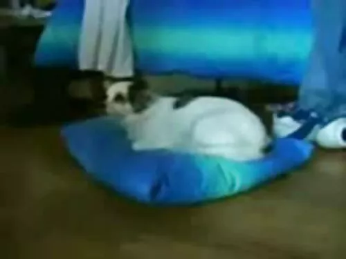 فاتنة مع ركوب مشاهدة ...